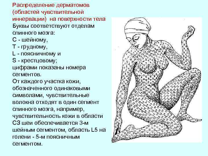 Распределение дерматомов (областей чувствительной иннервации) на поверхности тела Буквы соответствуют отделам спинного мозга: С