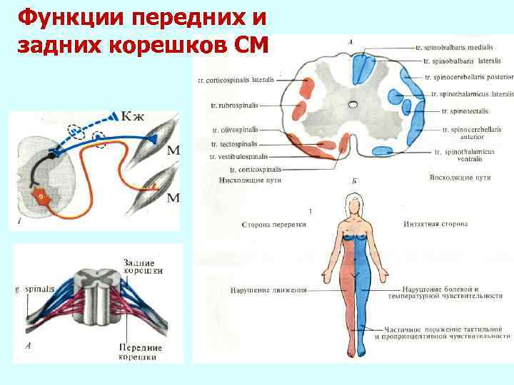 Задние корешки спинного мозга проводят