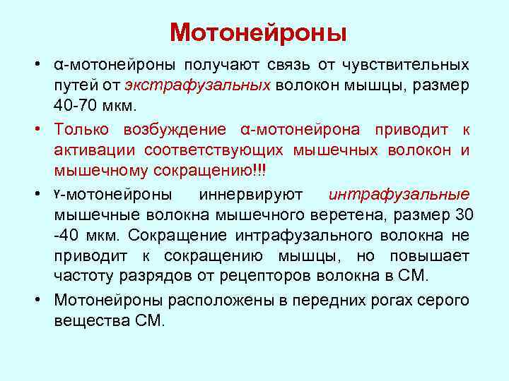 Чувствительный мотонейрон