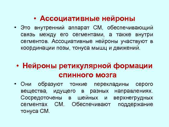  • Ассоциативные нейроны • Это внутренний аппарат СМ, обеспечивающий связь между его сегментами,