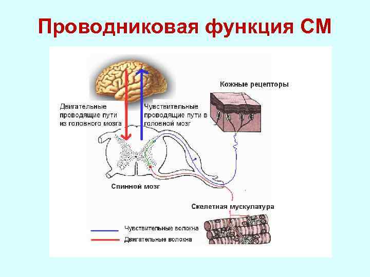 Волновые характеристики деятельности мозга показывающие расслабление на фоне