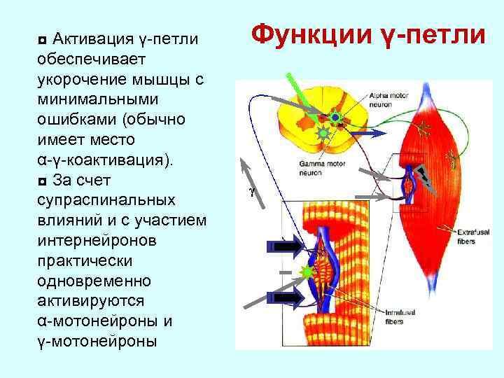 ◘ Активация γ-петли обеспечивает укорочение мышцы с минимальными ошибками (обычно имеет место α-γ-коактивация). ◘