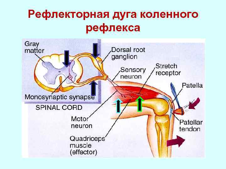 Иннервация коленного рефлекса. Дуга коленного рефлекса схема. Двухнейронный коленный рефлекс. Путь коленного рефлекса.
