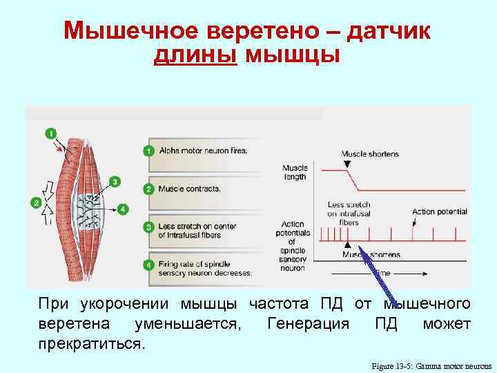 Формирование веретена