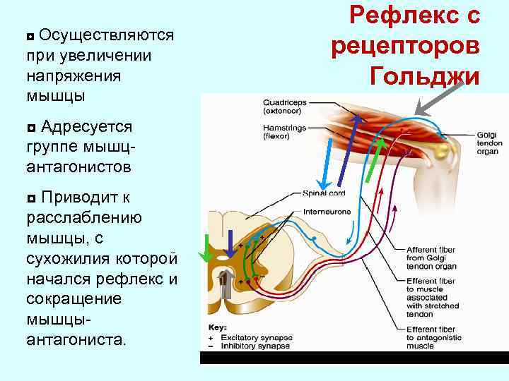 ◘ Осуществляются при увеличении напряжения мышцы ◘ Адресуется группе мышцантагонистов ◘ Приводит к расслаблению