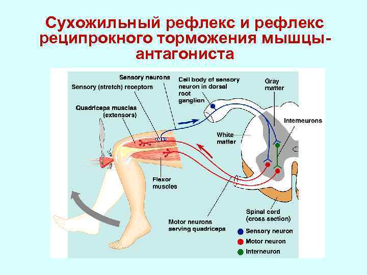 Схема шагательного рефлекса