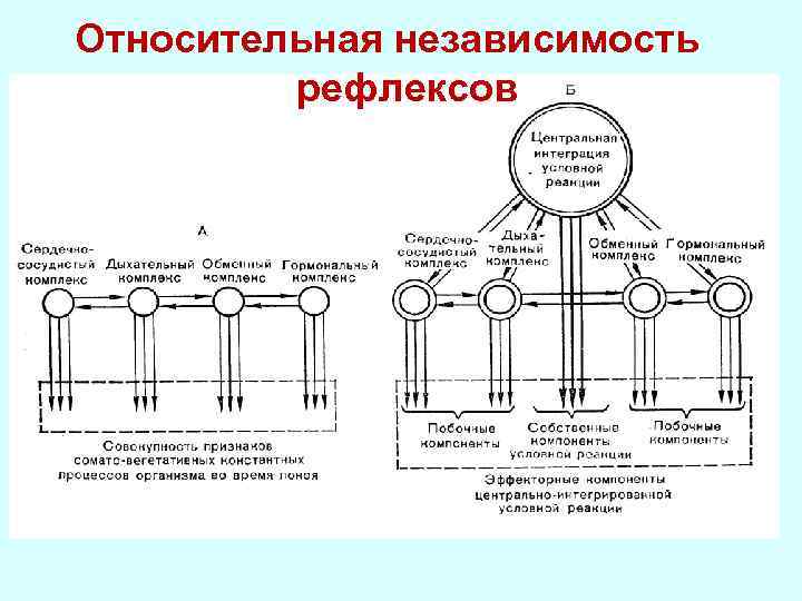 Относительная независимость рефлексов 