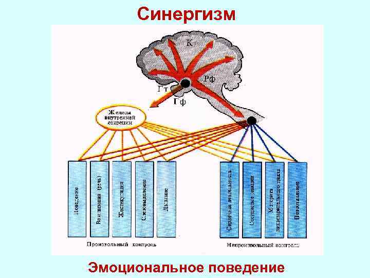 Синергизм Эмоциональное поведение 
