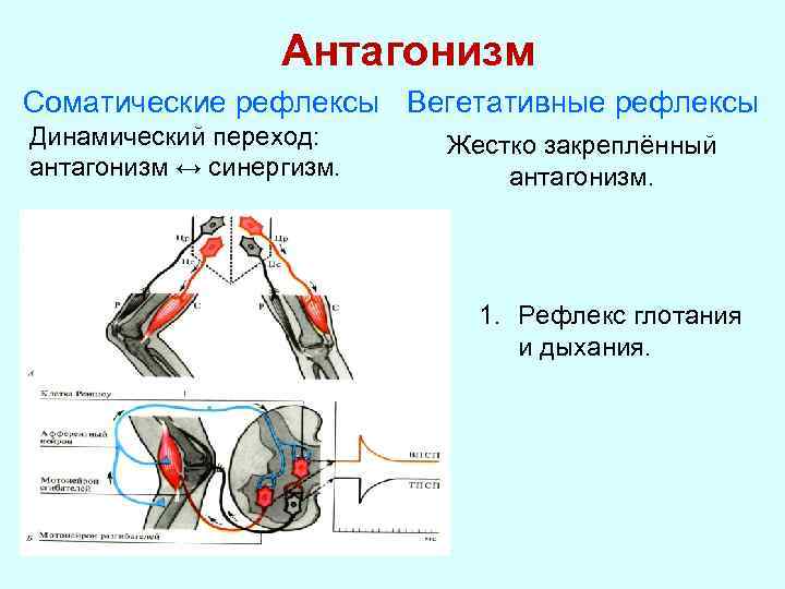 Вегетативные рефлексы