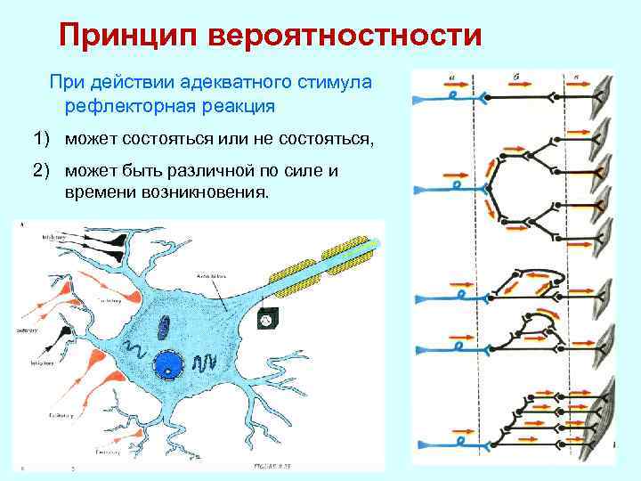 Принцип вероятности При действии адекватного стимула рефлекторная реакция 1) может состояться или не состояться,