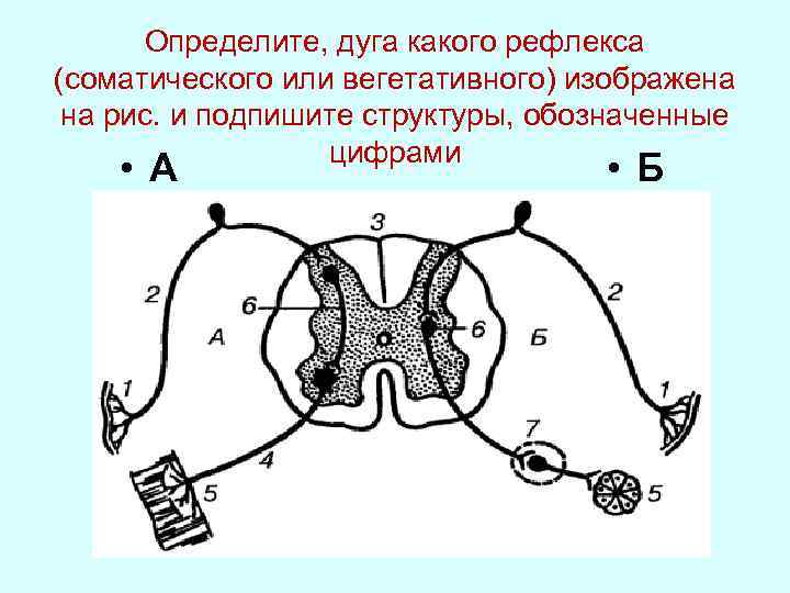 Выберите 3 верно обозначенные подписи к рисунку на котором изображено строение рефлекторной дуги