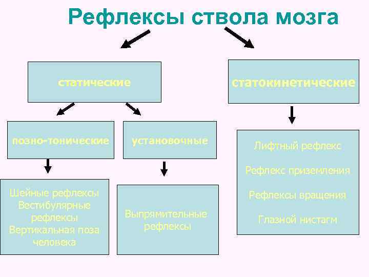 Рефлекс мозга. Статические рефлексы ствола мозга. Тонические рефлексы ствола мозга статические и статокинетические. Сложные цепные рефлексы ствола мозга. Тонические рефлексы ствола мозга физиология.