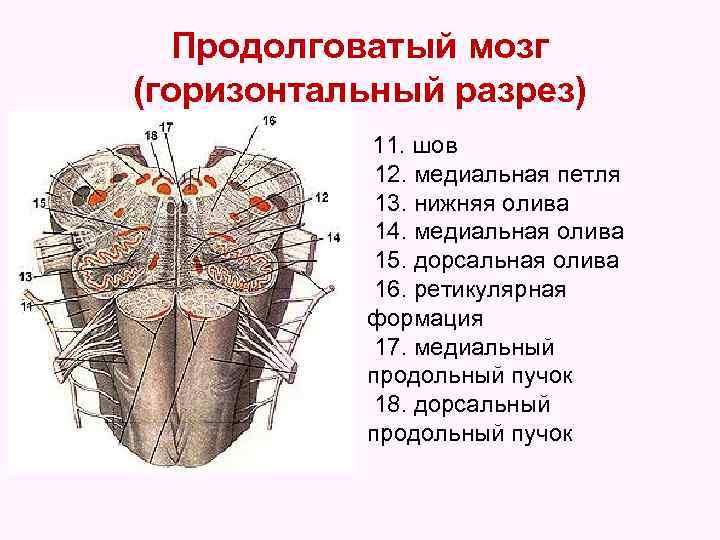 Продолговатый мозг (горизонтальный разрез) 11. шов 12. медиальная петля 13. нижняя олива 14. медиальная