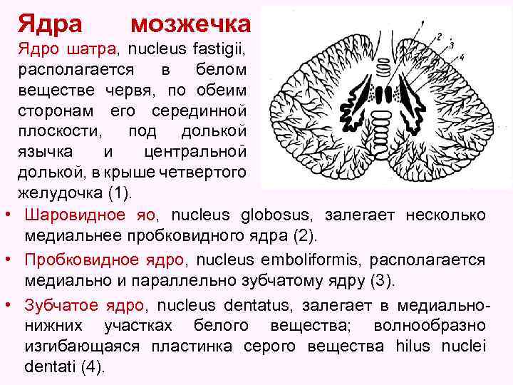 Ядра мозжечка Ядро шатра, nucleus fastigii, располагается в белом веществе червя, по обеим сторонам