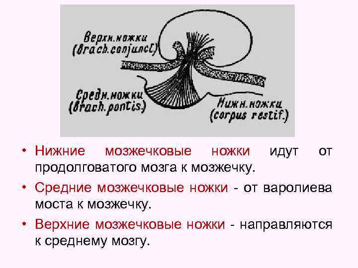  • Нижние мозжечковые ножки идут от продолговатого мозга к мозжечку. • Средние мозжечковые