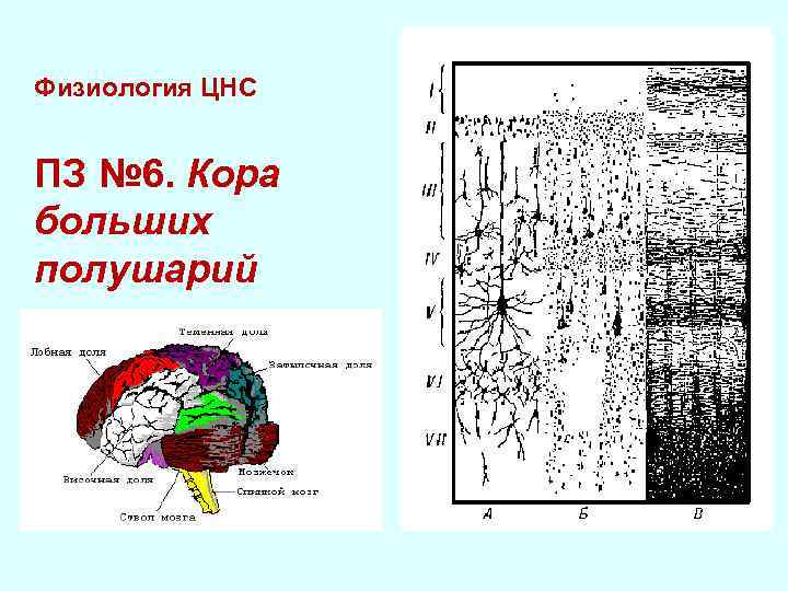 Большие полушария физиология. Слои коры больших полушарий гистология.