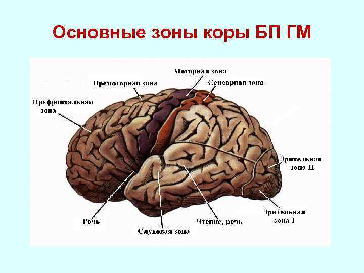 Схема коры больших полушарий