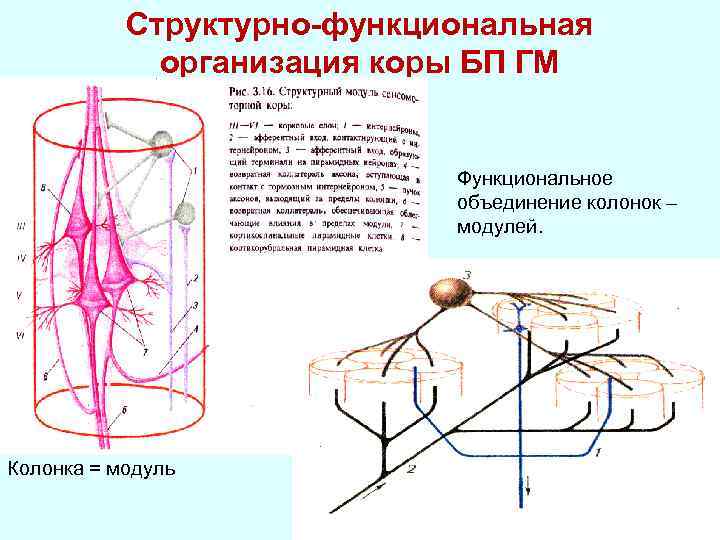 Структурно функциональные элементы ткани