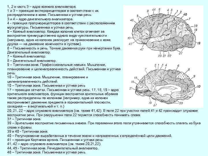 1, 2 и часть 3 – ядро кожного анализатора. 1 и 3 – проекция