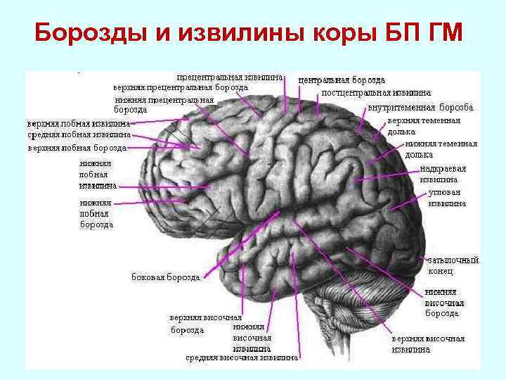 Борозды и извилины коры БП ГМ 
