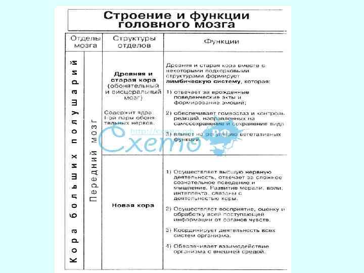 Используя обозначения рисунка заполните таблицу отделы головного мозга