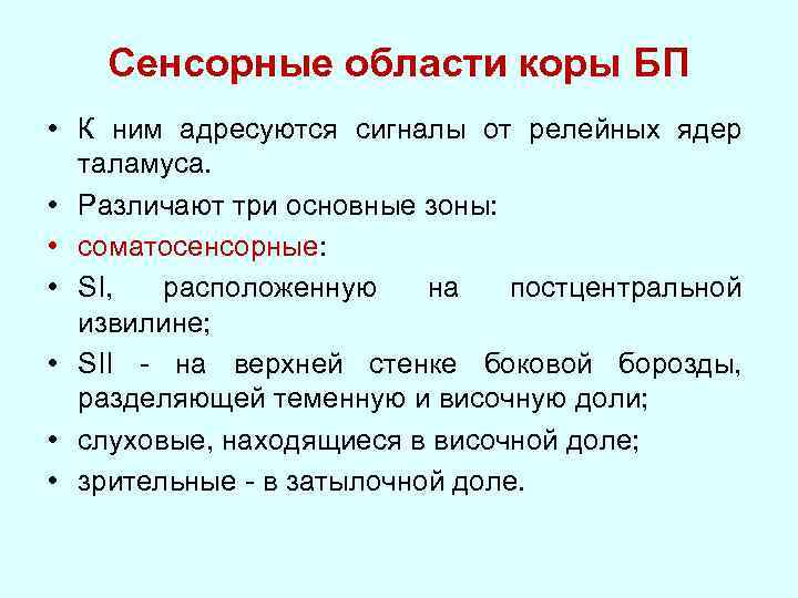 Сенсорные области коры БП • К ним адресуются сигналы от релейных ядер таламуса. •