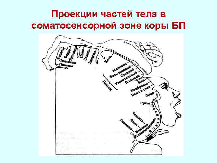 Проекции частей тела в соматосенсорной зоне коры БП 