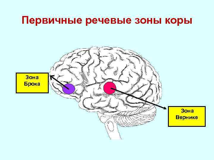 Первичные речевые зоны коры Зона Брока Зона Вернике 