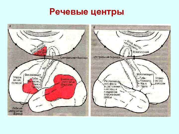 Речевые центры 