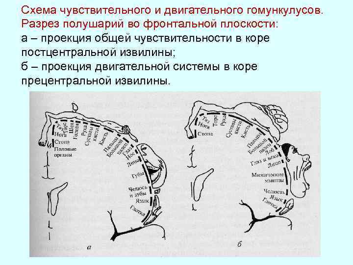 Схема чувствительного и двигательного гомункулусов. Разрез полушарий во фронтальной плоскости: а – проекция общей