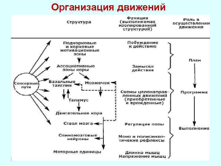 Организация движений 