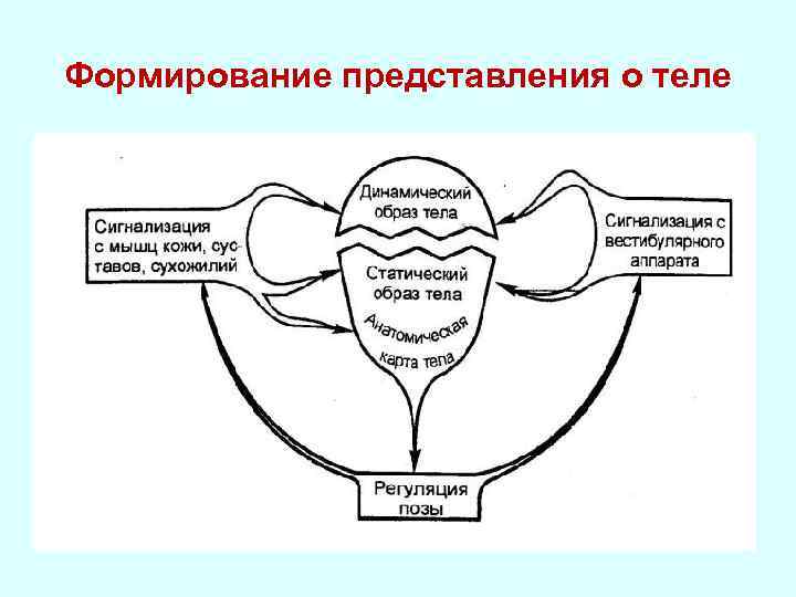 Моторная кора физиология