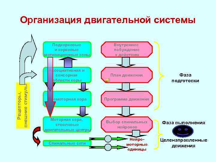 Организация двигательной системы Внутреннее побуждение к действию Ассоциативная и сенсорная области коры Рецепторы, внешние