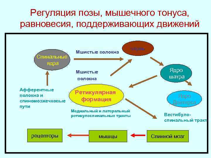 Регуляция позы, мышечного тонуса, равновесия, поддерживающих движений Спинальные ядра Мшистые волокна Ядро шатра Мшистые