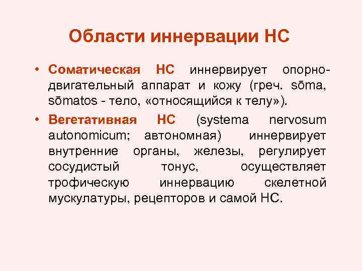 Области иннервации НС • Соматическая НС иннервирует опорнодвигательный аппарат и кожу (греч. sōma, sōmatos