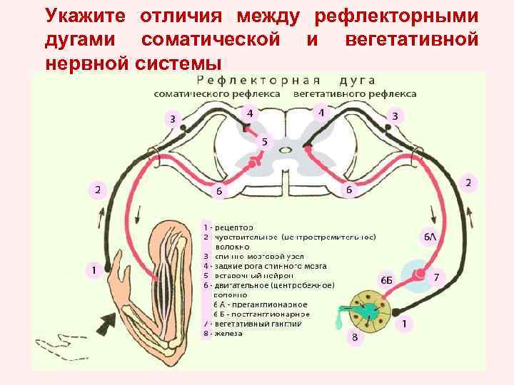 Укажите отличия между рефлекторными дугами соматической и вегетативной нервной системы 