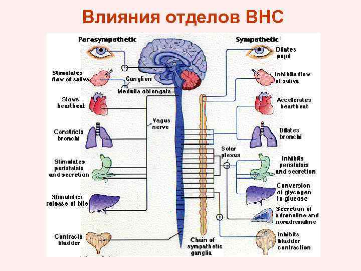 Влияния отделов ВНС 