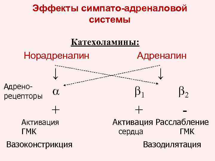 Симпато адреналовая система презентация