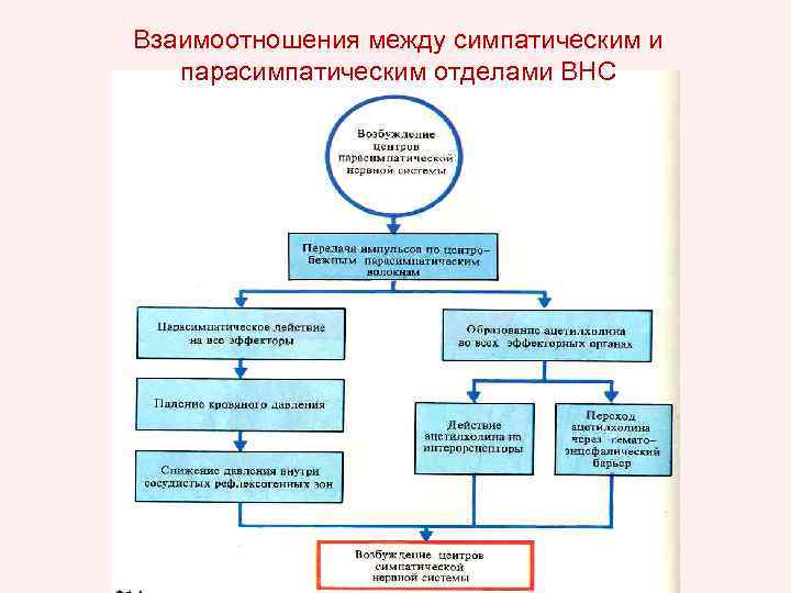 Взаимоотношения между симпатическим и парасимпатическим отделами ВНС 