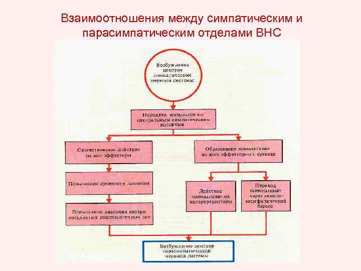 Взаимоотношения между симпатическим и парасимпатическим отделами ВНС 