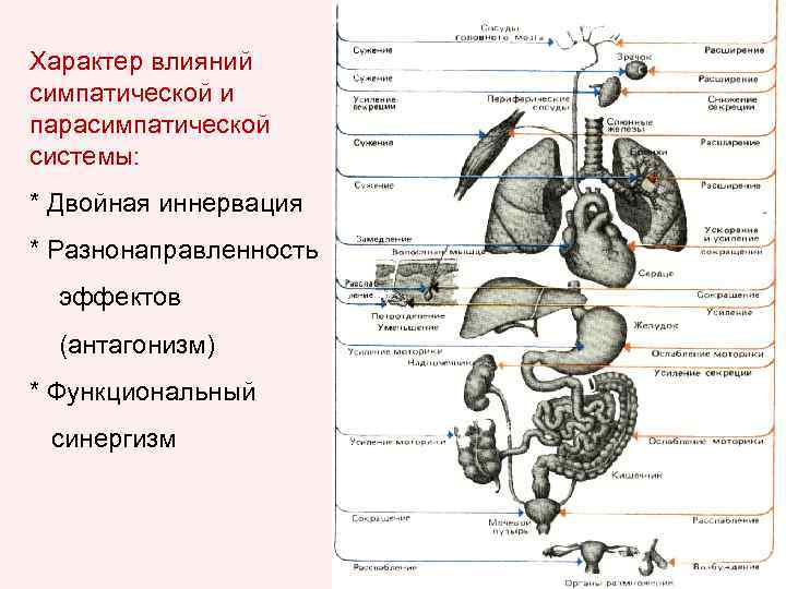 Как влияют симпатические нервы на органы человека. Симпатическая и парасимпатическая регуляция сердца. Синергизм парасимпатической и симпатической нервной системы. Строение висцеральной системы. Схема висцеральной системы.