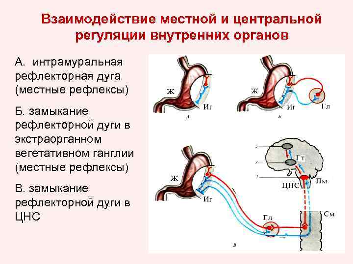 Периферические рефлексы. Рефлекторная дуга рвотного рефлекса схема. Рефлекторная дуга нервной системы. Рефлекторная дуга вегетативного парасимпатического рефлекса. Схема моторновицесральныйх рефлексов.