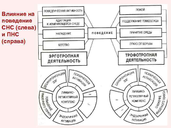 Влияние на поведение СНС (слева) и ПНС (справа) 