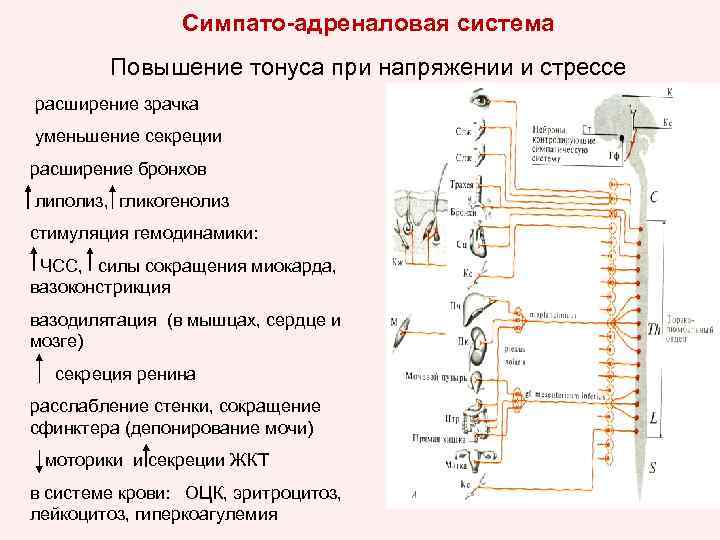 Симпатоадреналовая система схема