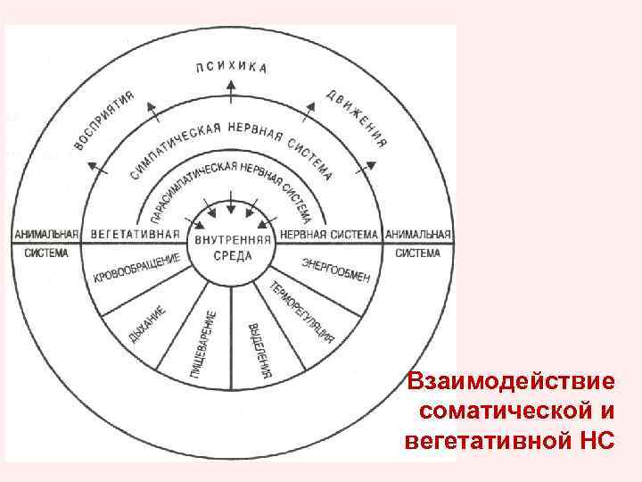 Взаимодействие соматической и вегетативной НС 