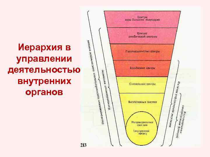 Иерархия в управлении деятельностью внутренних органов 