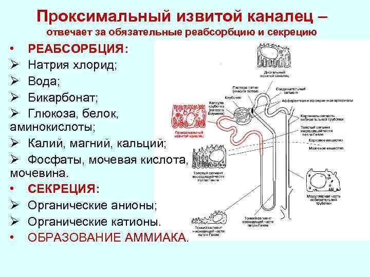 Давление в нефроне