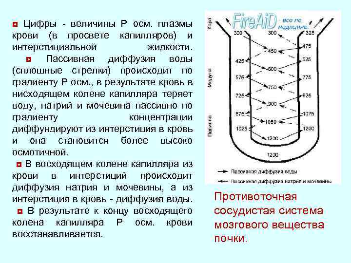 Горизонтальные уровни жидкости. Диффузия в плазме. Противоточная диффузия. Диффузия крови. Интерстициальная жидкость.