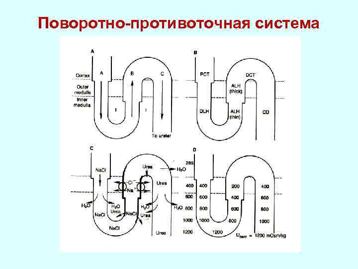 Схема поворотно противоточной множительной системы почек