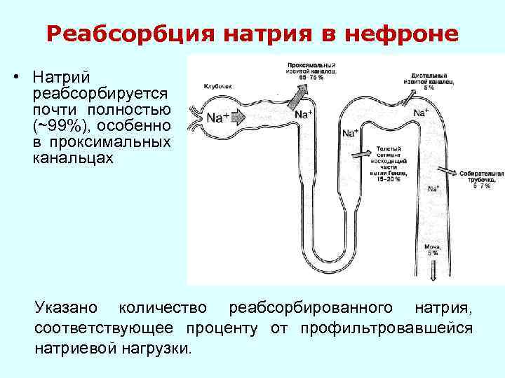 Реабсорбция в канальцах нефрона